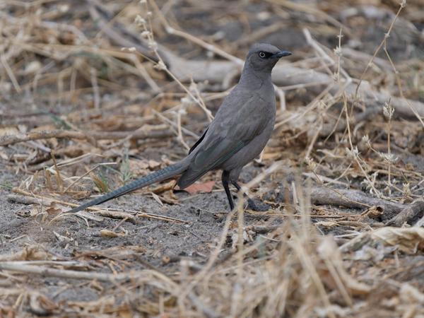 <h3><a href="/trips/tanzania/biota/animalia/chordata/aves/040 passeriformes/105 sturnidae/lamprotornis unicolor/lamprotornis unicolor-nl.html">Lamprotornis&nbsp;unicolor</a> / Ashy&nbsp;starling / Grijze&nbsp;glansspreeuw</h3>OM-1 Mark II met OLYMPUS M.150-400mm F4.5, 1/2000 sec  bij F4.5, ISO 1600, afstand 9.38&nbsp;m